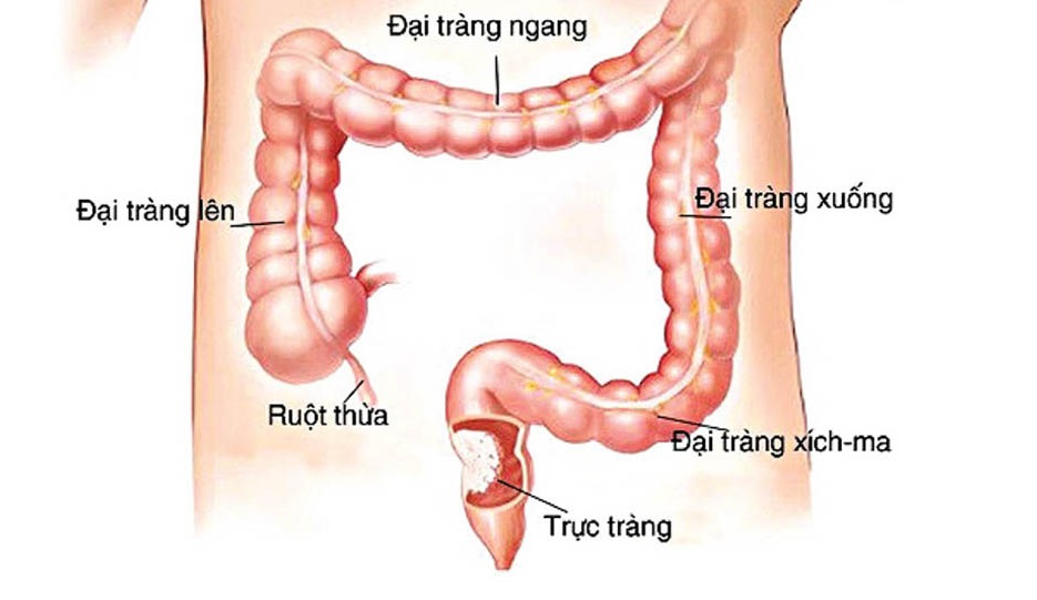 bo-phan-dai-trang.jpg